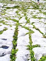 Irlande, Co Clare, The Burren, Poulnabrone Dolmen, Sol calcaire (1)